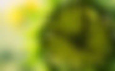 When Plants Are Cut, They Bleed, Sort Of